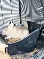 2 Chinchillas with Cage, Dieren en Toebehoren, Chinchilla, Vrouwelijk, Mei, Tam