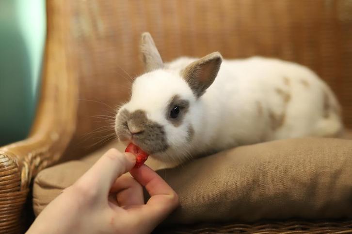 Gecastreerde rammen | Dwergkonijnen | Passend advies, Dieren en Toebehoren, Konijnen, Dwerg, Mannelijk, 0 tot 2 jaar, Hangoor