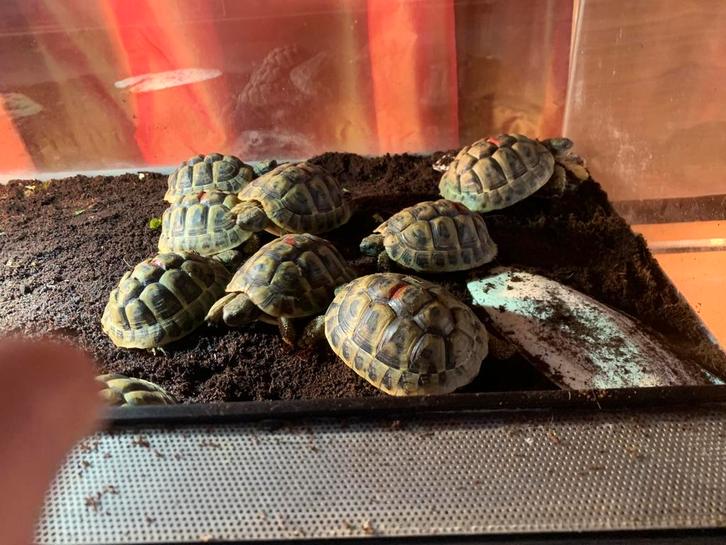 Griekse landschildpad Testudo Hermanni Boetgerie 2022