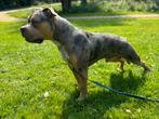 DEK REU American Bully XL, Dieren en Toebehoren, Rabiës (hondsdolheid), Reu, 1 tot 2 jaar, Eén hond