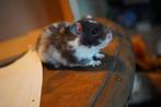 Hamsters handtam, Dieren en Toebehoren, Knaagdieren, Meerdere dieren, Hamster, Tam