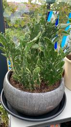 Cactus plant met ronde grote pot €15, Ophalen, Cactus, Minder dan 100 cm