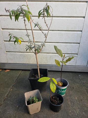 Vlinderstruikjs + 2 Avocado Plantjes beschikbaar voor biedingen