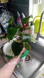 Mooie aquariumplanten, Dieren en Toebehoren, Vissen | Aquariumvissen, Vis
