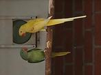 2 grote alexander poppen, Dieren en Toebehoren, Vogels | Parkieten en Papegaaien, Vrouwelijk, Parkiet, Geringd