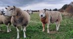 Engelse texelaar dekram, Dieren en Toebehoren, Mannelijk, Schaap, 3 tot 5 jaar