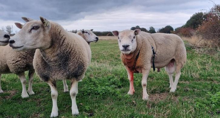 Engelse texelaar dekram, Dieren en Toebehoren, Schapen, Geiten en Varkens, Schaap, Mannelijk, 3 tot 5 jaar