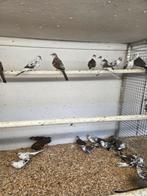 Bonte diamant duiven, Meerdere dieren, Overige soorten