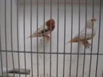 jong koppel oranjeborst zwartborst isabel bruin zebravinken, Dieren en Toebehoren, Vogels | Overige Vogels, Meerdere dieren, Tropenvogel