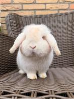 Mega mooie REW minilop ram! Volle engelse lijn!, Dieren en Toebehoren, Konijnen, Mannelijk, Dwerg, Hangoor, 0 tot 2 jaar