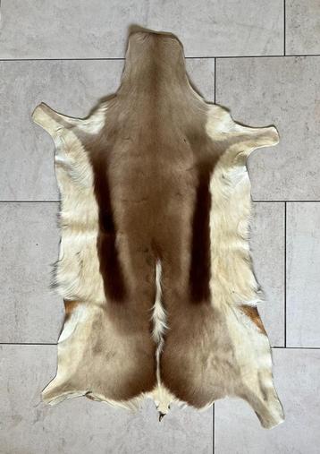 Huid / vacht / kleed springbok Zuid-Afrika beschikbaar voor biedingen