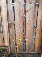 Japanse esdoorn Bi Hoo, Ophalen, Minder dan 100 cm