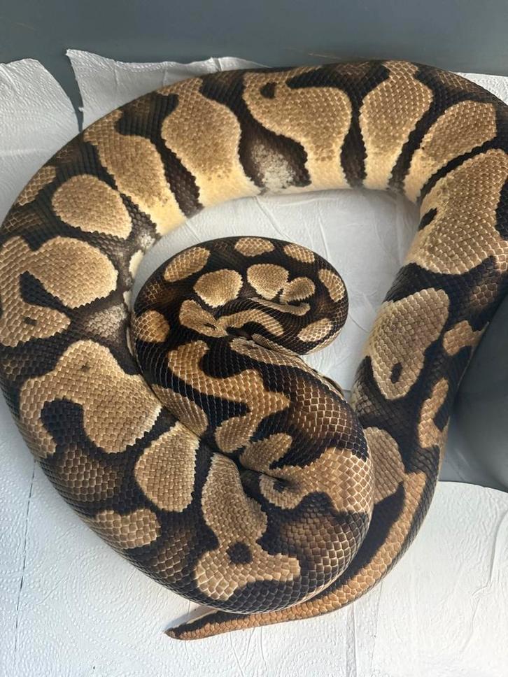 Bewezen broedvrouw koningspython