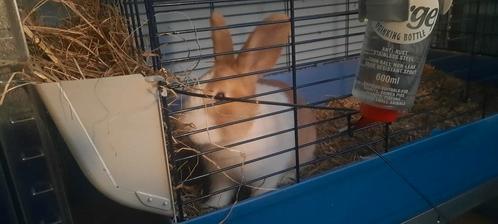 Hollander konijn te koop (Ram), Dieren en Toebehoren, Konijnen, Middelgroot, Mannelijk, 0 tot 2 jaar