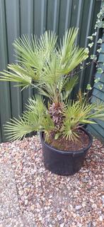 Winterharde Palmplant met kuip, Ophalen, Overige soorten, Volle zon