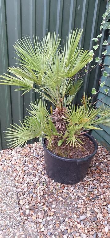 Winterharde Palmplant met kuip beschikbaar voor biedingen