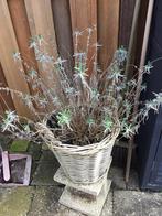 Rieten mand met lavendel, Tuin en Terras, Rond, Minder dan 60 cm, Ophalen