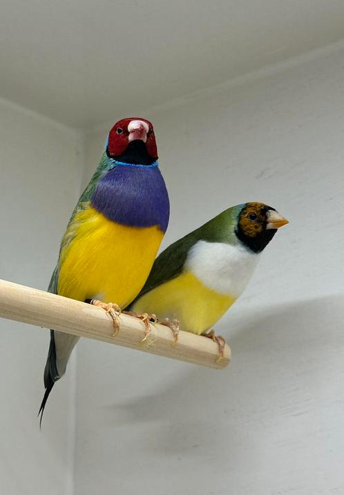 Mooi gouldamadine koppel van 2022, Dieren en Toebehoren, Vogels | Overige Vogels, Tropenvogel, Meerdere dieren