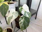 Monstera albo variegata n 2, Huis en Inrichting, Kamerplanten, Overige soorten, In pot, Minder dan 100 cm, Groene kamerplant
