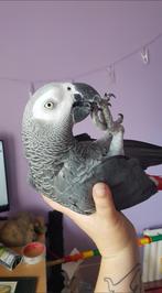 Grijze roodstaart, Dieren en Toebehoren, Mannelijk, Papegaai, Pratend