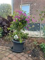 Tekoop aangeboden Bougainvillea glabra in verschillde maten., Volle zon, Vaste plant, Ophalen of Verzenden, Klimplanten