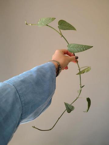 Epipremnum pinnatum Cebu Blue ongewortelde stek 65 cm beschikbaar voor biedingen