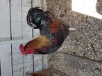 Haan Australorp Bieleveld, Dieren en Toebehoren, Pluimvee, Meerdere dieren, Kip