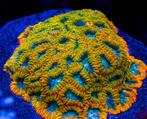Favia of the gods, Java rampage, Micromussa Holy Grail…, Dieren en Toebehoren, Vissen | Aquariumvissen, Overige typen, Zoutwatervis