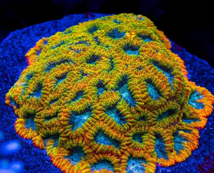 Favia of the gods, Java rampage, Micromussa Holy Grail…, Dieren en Toebehoren, Vissen | Aquariumvissen, Zoutwatervis, Overige typen