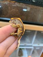 Crested gecko halloween wimpergekko, Dieren en Toebehoren, Hagedis, 0 tot 2 jaar