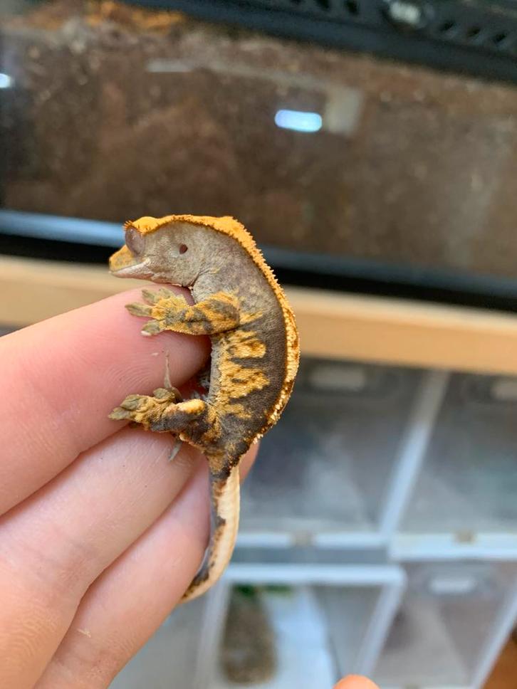 Crested gecko halloween wimpergekko