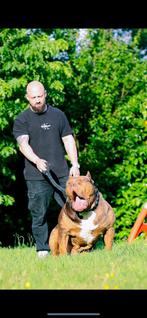 American Bully xl xxl unieke bloedlijnen, Dieren en Toebehoren, Rabiës (hondsdolheid), Overige rassen, 8 tot 15 weken, Meerdere