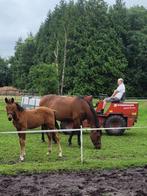 prachtige merrieveulens van Corlou PS en Comthago vdl, Merrie, Springpaard, 0 tot 2 jaar