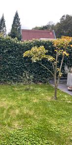 Boom 1.80 hoog, Ophalen, Volle zon, Overige soorten, 100 tot 250 cm