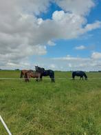 Rusthuis heeft stal vrij voor een ruin!!, Dieren en Toebehoren, Weidegang, 1 paard of pony