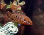 5 a 6 Cm Blauwe Juweel Cichlide (rode acara), Dieren en Toebehoren, Vissen | Aquariumvissen, Vis, Zoetwatervis
