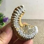 Een ritssluiting oester fossiel uit Madagaskar (Q2) Zelden, Ophalen of Verzenden, Fossiel