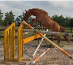 3 jarige new forest E pony, B, Gechipt, Ruin, Springpony
