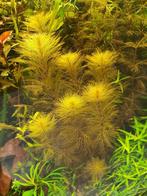 Bruine Myriophyllum, kleurige aquariumplant, Ophalen of Verzenden, Zo goed als nieuw, Plant(en), Steen of Hout