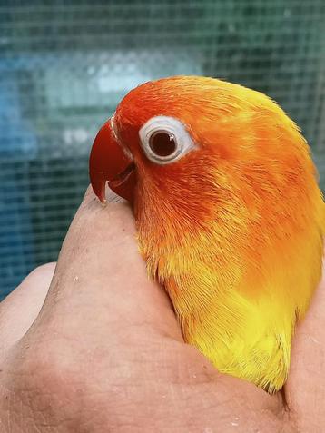 Prachtige brr agapornis fisheri lutino rood oog man met dna  beschikbaar voor biedingen