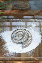 Riviera Maison zeeschelp - Nautulis, Huis en Inrichting, Ophalen, Zo goed als nieuw