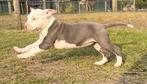 Super knappe amerikaase stafford pups, Dieren en Toebehoren, 8 tot 15 weken, American Staffordshire Terriër, Teef, Parvo