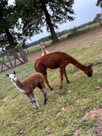Alpaca merrie met heel mooi veulen, Dieren en Toebehoren, Juli, Meerdere dieren