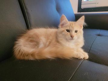 100% Maine coon kittens TE KOOP !!! *** WEG IS WEG *** beschikbaar voor biedingen