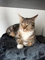 Mooie en lieve Europese Korthaar, Poes