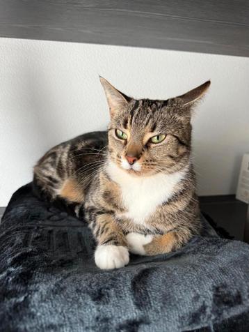 Mooie en lieve Europese Korthaar