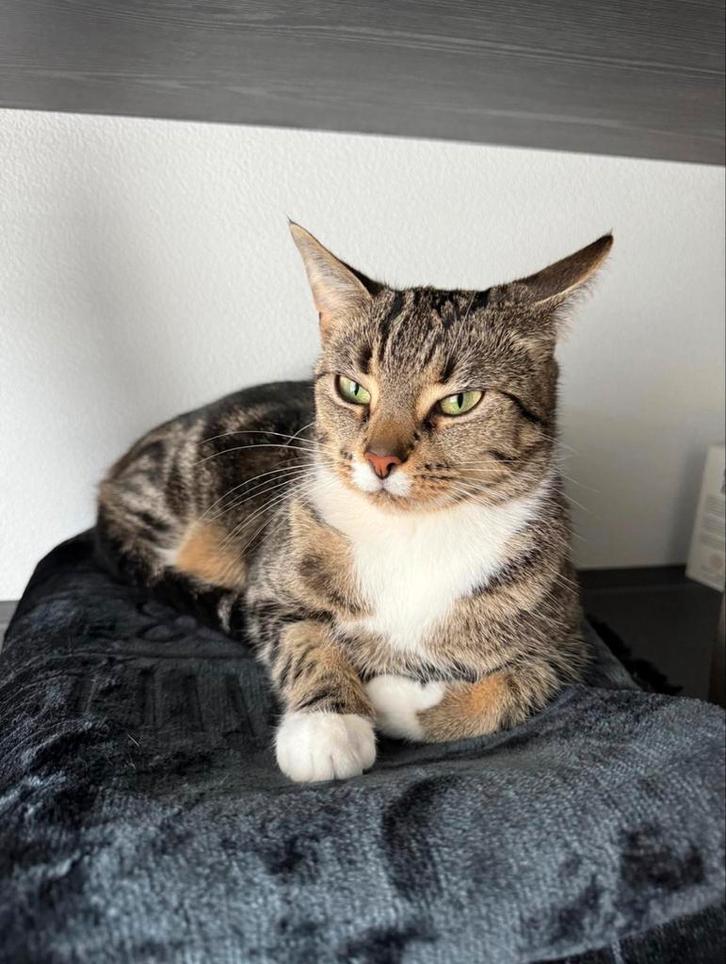 Mooie en lieve Europese Korthaar, Dieren en Toebehoren, Katten en Kittens | Overige Katten, Poes