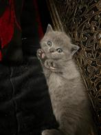 Britsekorthaar kitten, Dieren en Toebehoren, Katten en Kittens | Raskatten | Korthaar, 0 tot 2 jaar, Kater