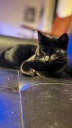 HuisDier, Dieren en Toebehoren, Katten en Kittens | Raskatten | Korthaar, Poes, 0 tot 2 jaar