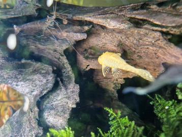 Pleco L nummer  albino rn gespikkeld  beschikbaar voor biedingen
